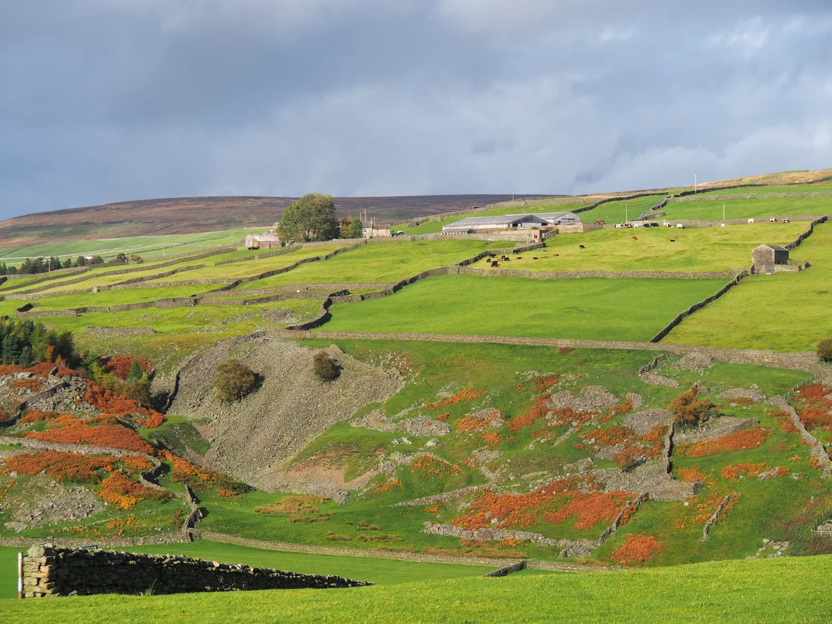 Stone-walled fields and moorland near Whaw in the Yorkshire Dales